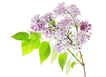 系列首次 《宝可梦：朱＆紫》将无视性别设置服装和发型